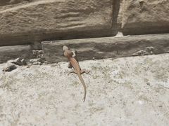 Hemidactylus bowringii