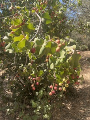 Prunus ilicifolia ilicifolia