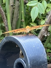 Argynnis hyperbius