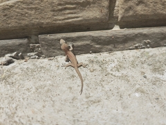 Hemidactylus bowringii