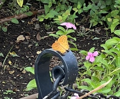 Argynnis hyperbius