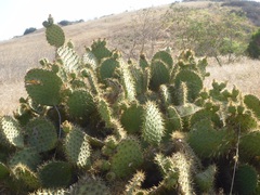 Opuntia oricola
