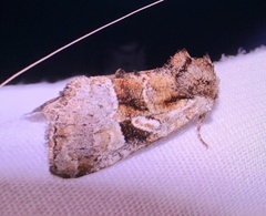 Meropleon diversicolor