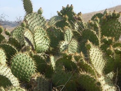 Opuntia oricola