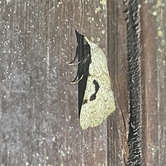 Herminodes concatenalis