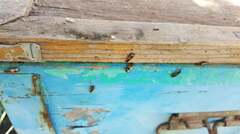 Cymindis andreae