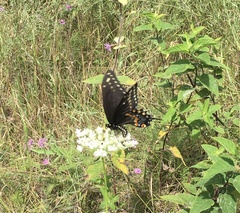Papilio polyxenes asterius