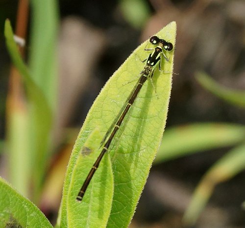 Fragile Forktail, photo 6 of 9