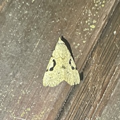 Herminodes concatenalis