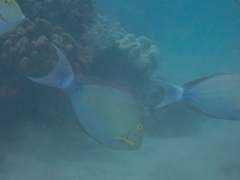 Acanthurus xanthopterus