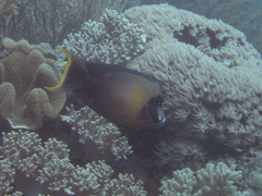 Acanthurus pyroferus