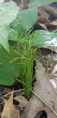 Equisetum scirpoides
