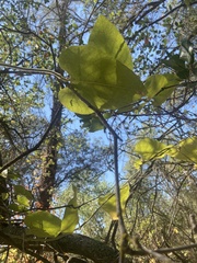 Aristolochia californica