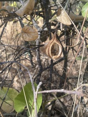 Aristolochia californica