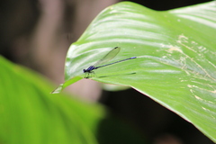 Argia pulla