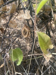 Aristolochia californica