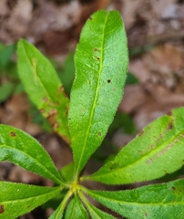 Rhododendron