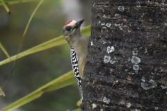 Melanerpes rubricapillus