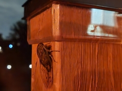 Neotibicen canicularis