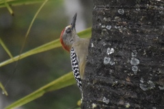Melanerpes rubricapillus