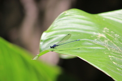 Argia pulla
