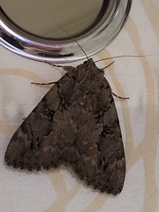 Catocala amatrix