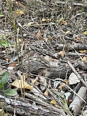 Sceloporus variabilis