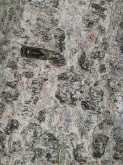 Neotibicen canicularis