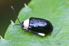 Asphaera chontalensis