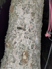 Neotibicen canicularis