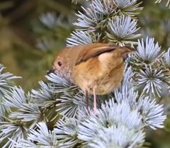 Acanthiza pusilla