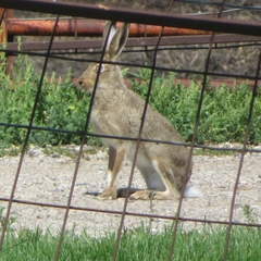 Lepus townsendii