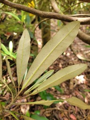 Rhododendron formosanum
