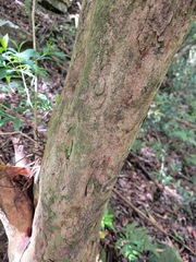 Rhododendron formosanum