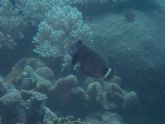 Novaculichthys taeniourus