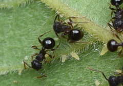 Pristomyrmex punctatus