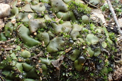 Verrucariaceae