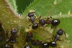 Pristomyrmex punctatus