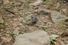 Sitta europaea