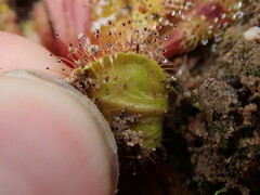 Drosera whittakeri