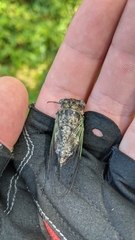 Neotibicen canicularis