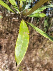 Rhododendron formosanum