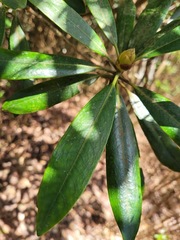 Rhododendron formosanum