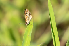 Anthanassa tulcis