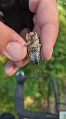 Neotibicen canicularis
