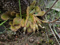 Drosera whittakeri