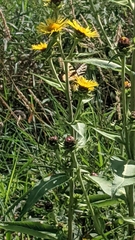 Neotibicen canicularis