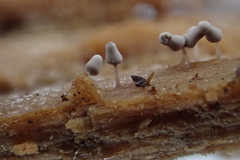 Arcyria cinerea