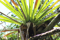 Bromeliaceae