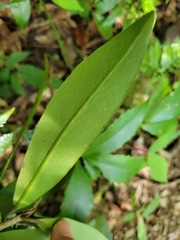 Rhododendron formosanum